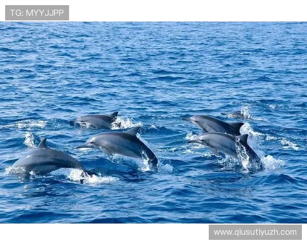 海豚体育app下载官网常见问题解答，解决用户在下载和使用过程中遇到的各种疑问
